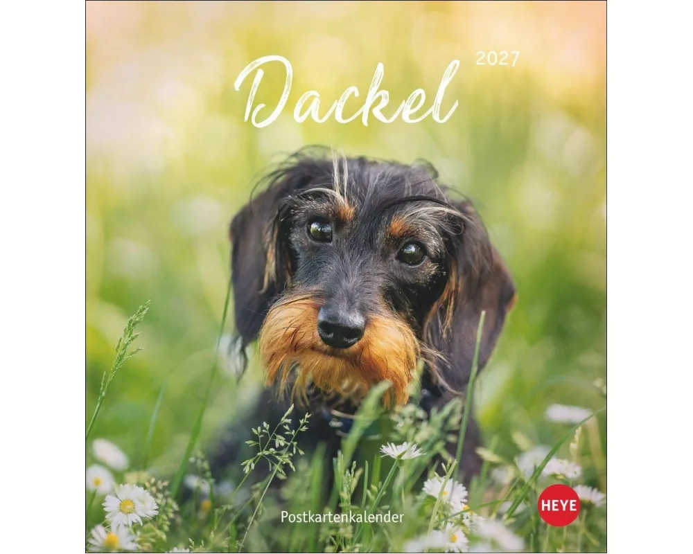 Dackel Postkartenkalender 2027