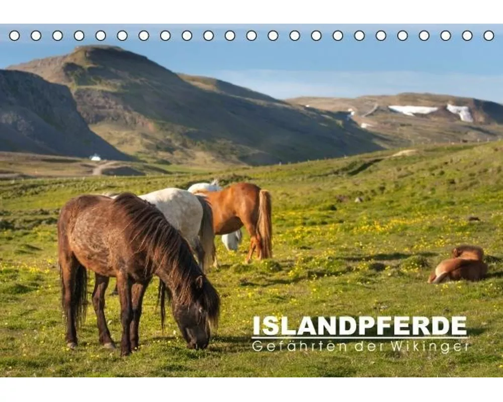Islandpferde: Gefährten der Wikinger (Tischkalender immerwährend DIN A5 quer)