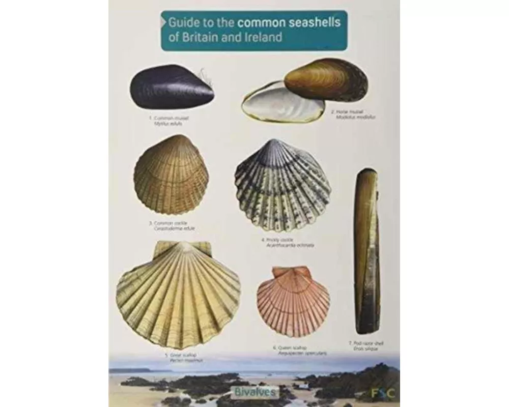 Guide to the Common Seashells of Britain and Ireland