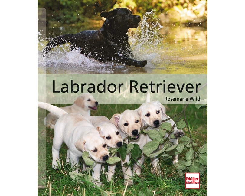 Labrador Retriever