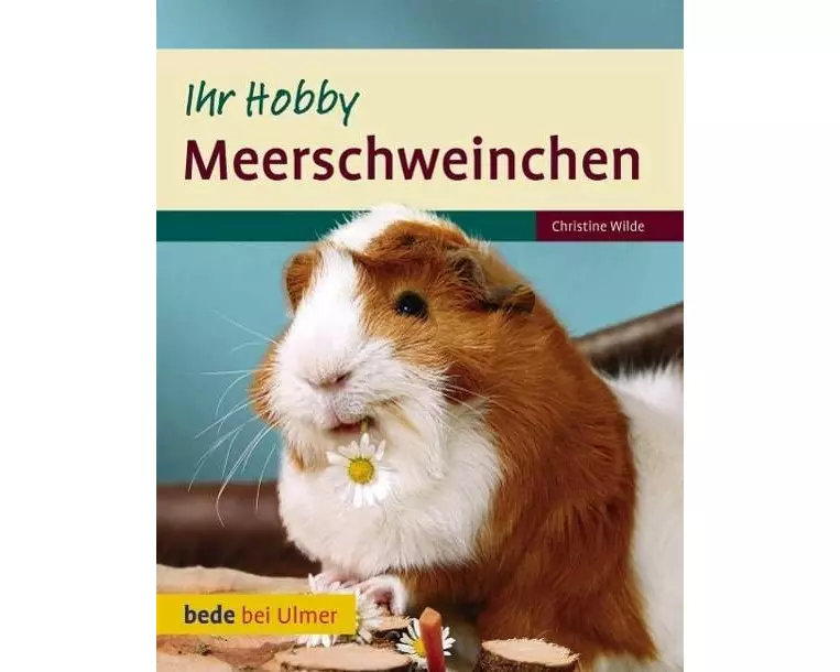 Meerschweinchen Ihr Hobby