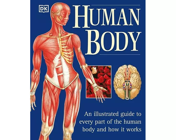 The Human Body