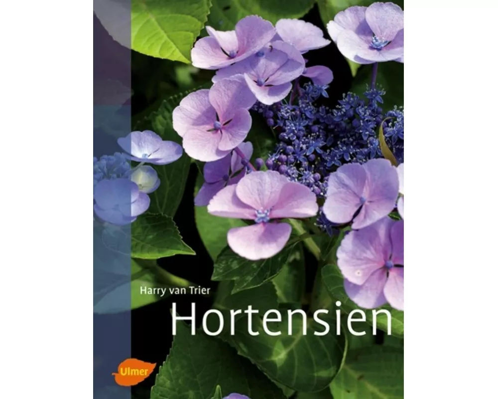 Hortensien