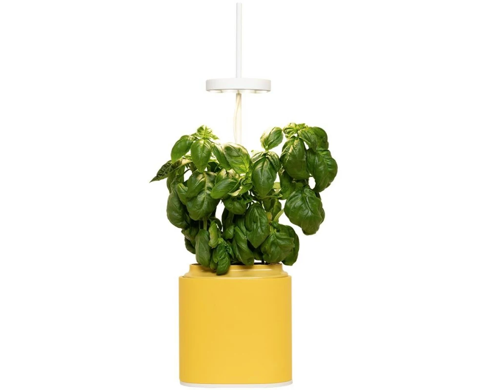 Prêt à Pousser Kräutertopf Nano, Mimosa Yellow