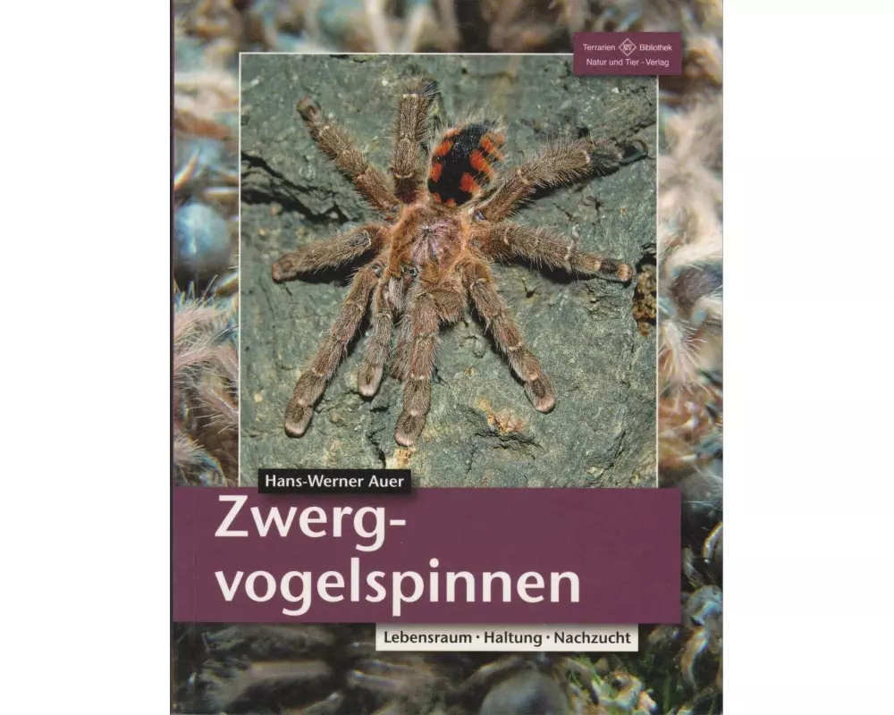 Zwergvogelspinnen