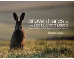 Brown Hares in the Derbyshire Dales