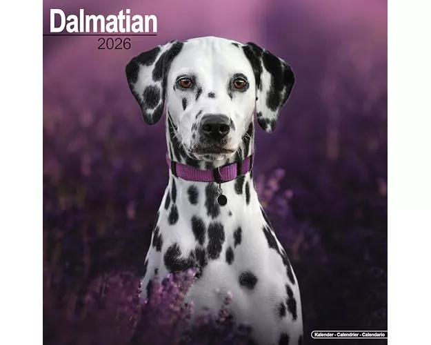Dalmatian Calendar 2026 Square Dog Breed Wall Calendar - 16 Month