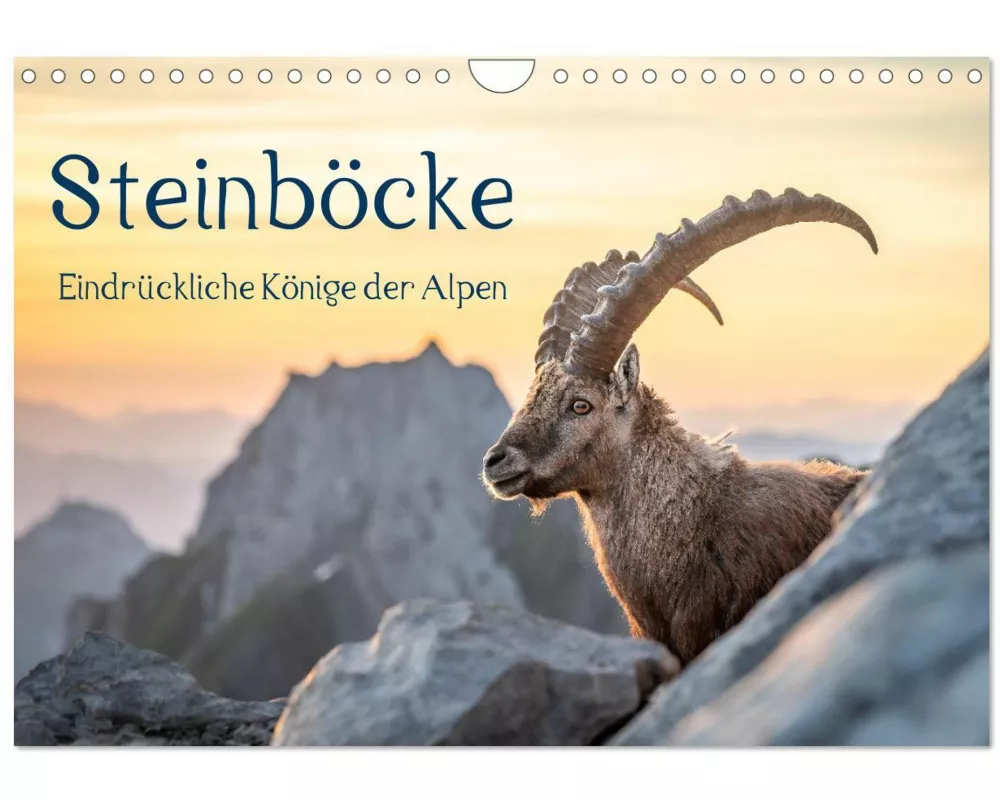Steinböcke - Eindrückliche Könige der Alpen (Wandkalender 2026 DIN A4 quer), CALVENDO Monatskalender