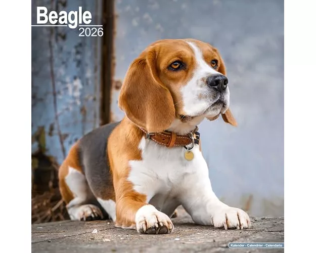 Beagle Calendar 2026 Square Dog Breed Wall Calendar - 16 Month