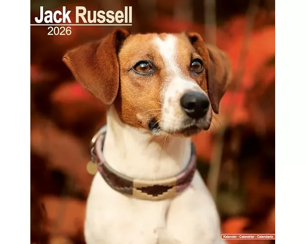 Jack Russell Calendar 2026 Square Dog Breed Wall Calendar - 16 Month