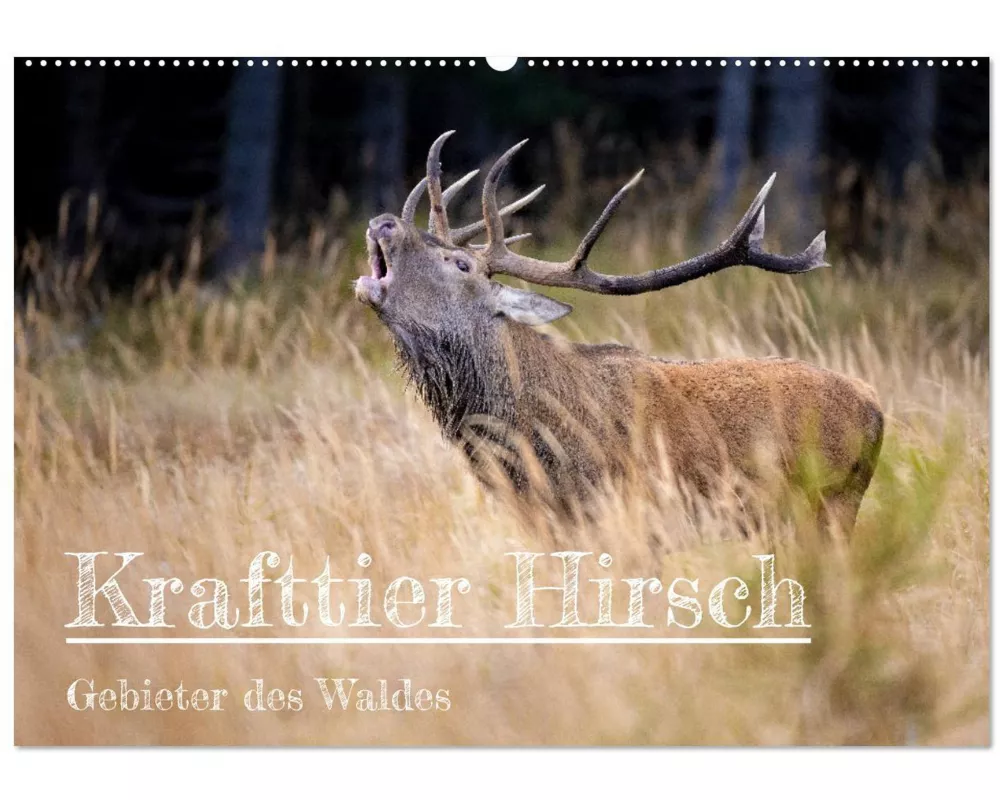 Krafttier Hirsch (Wandkalender 2026 DIN A2 quer), CALVENDO Monatskalender