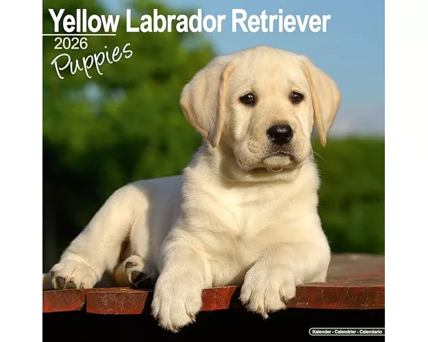 Yellow Labrador Puppies Calendar 2026 Square Dog Puppy Breed Wall Calendar - 16 Month