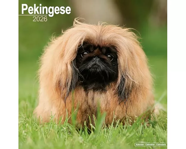 Pekingese Calendar 2026 Square Dog Breed Wall Calendar - 16 Month