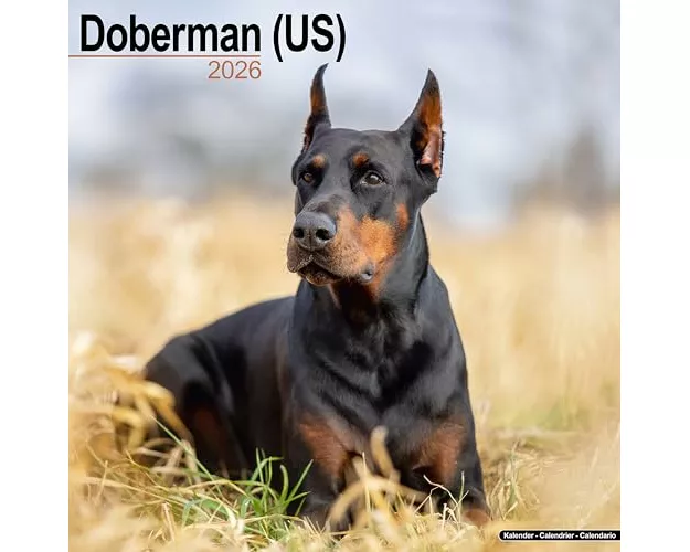 Doberman (Us) Calendar 2026 Square Dog Breed Wall Calendar - 16 Month