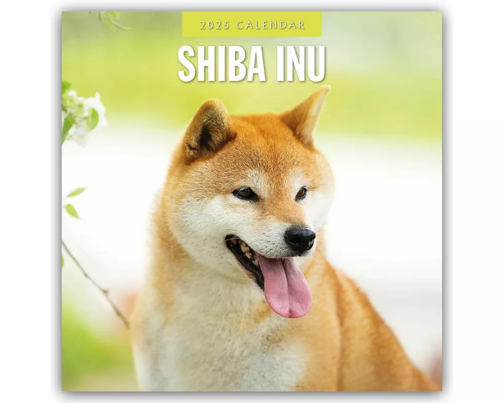 Shiba Inu 2025 Square Wall Calendar