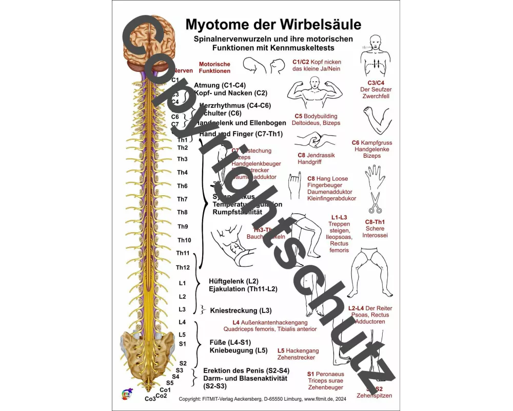 Myotome der Spinalnerven