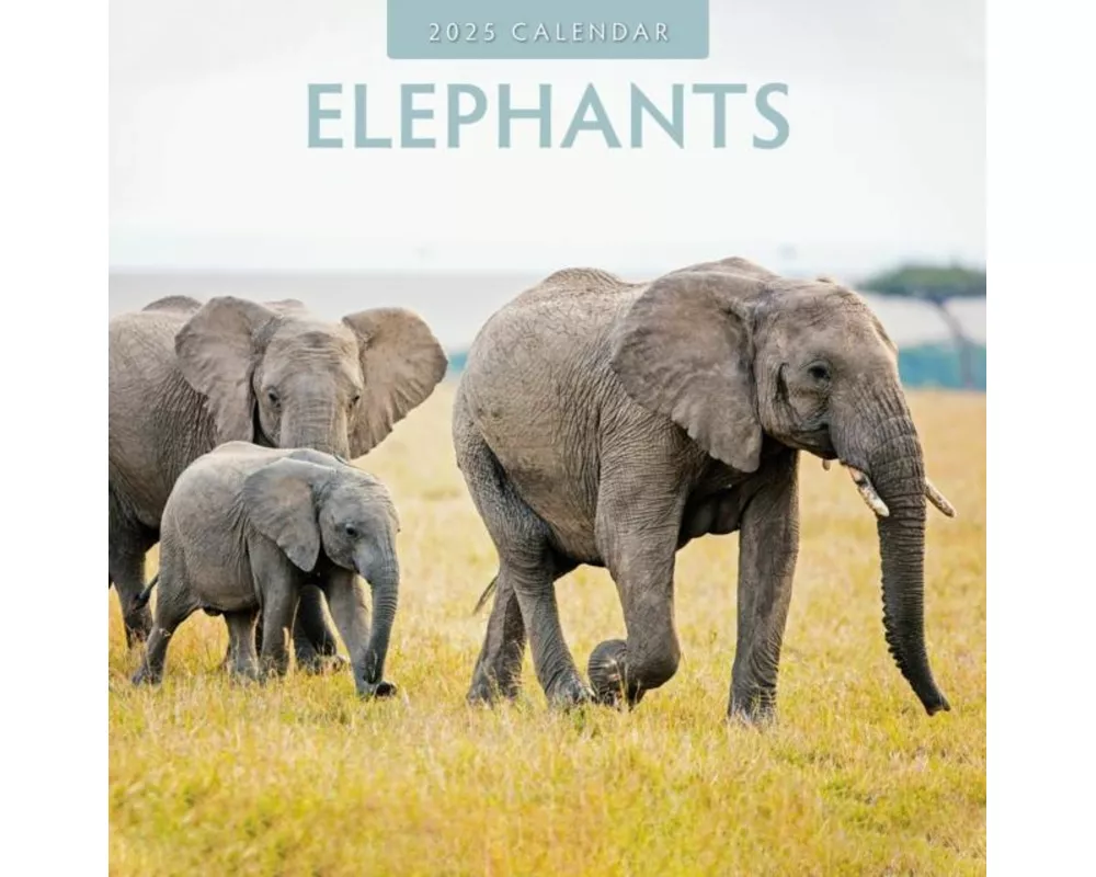 Elephants 2025 Square Wall Calendar