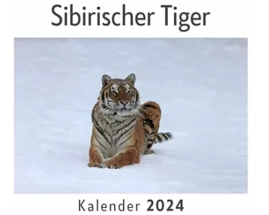 Sibirischer Tiger (Wandkalender 2024, Kalender DIN A4 quer, Monatskalender im Querformat mit Kalendarium, Das perfekte Geschenk)
