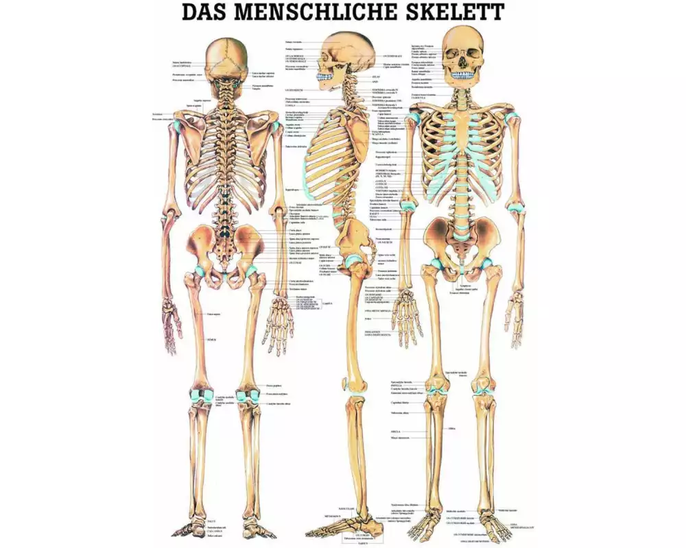 Rüdiger Anatomische Lehrtafel Das menschliche Skelett Deutsch