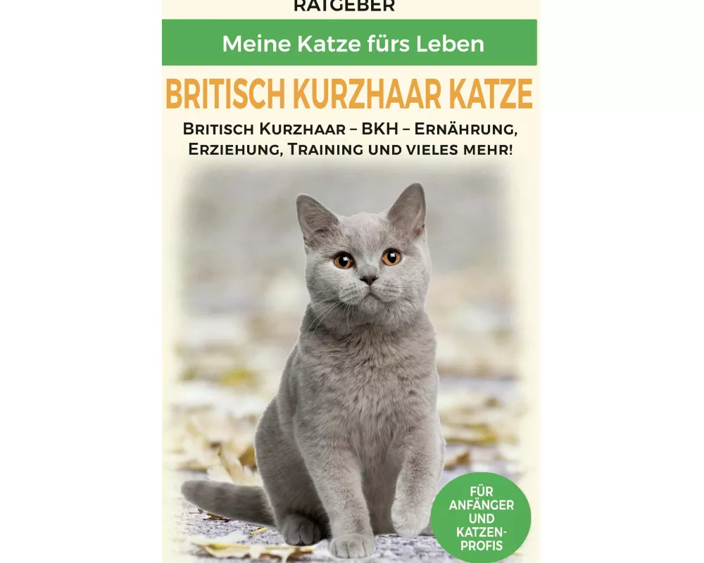 Britisch Kurzhaar Katze