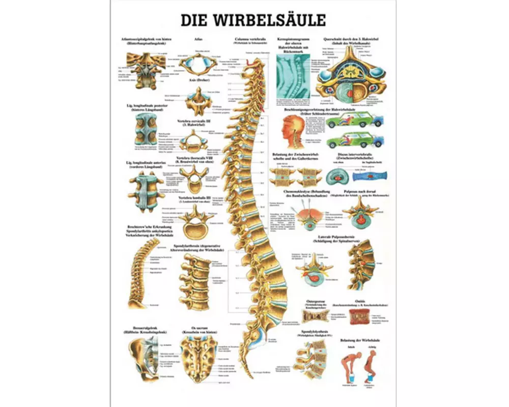 Rüdiger Anatomische Lehrtafel Die Wirbelsäule Deutsch