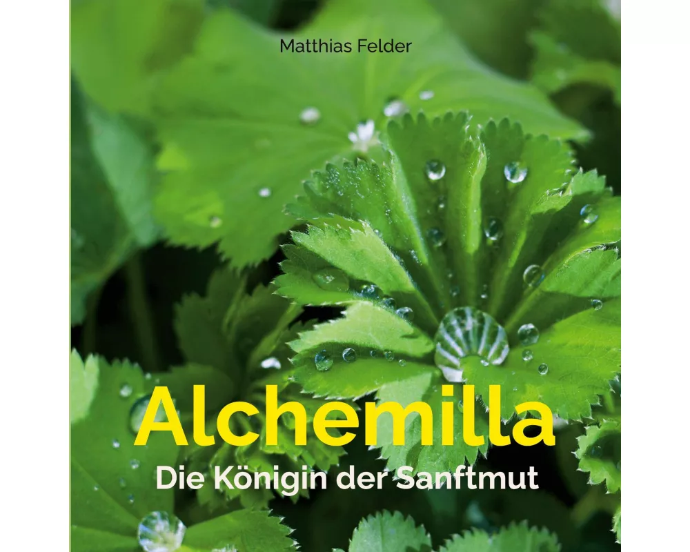 Alchemilla