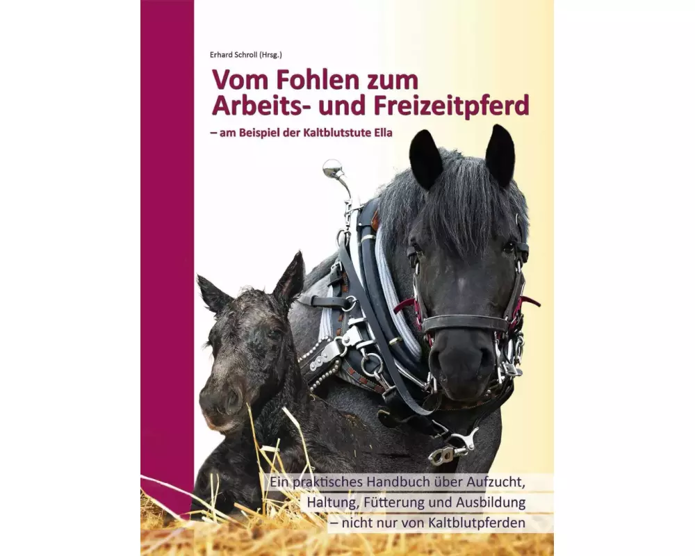 Vom Fohlen zum Arbeits- und Freizeitpferd