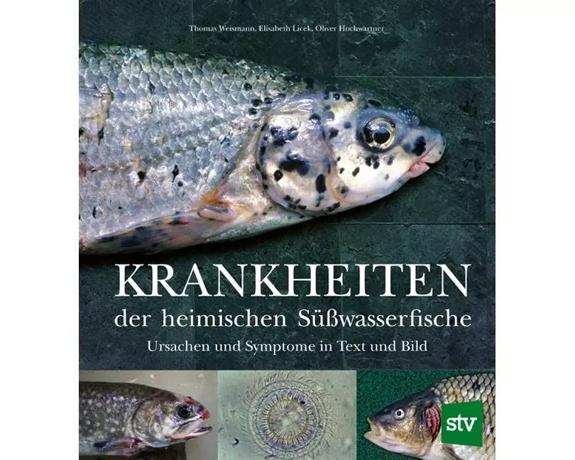 Krankheiten der heimischen Süßwasserfische