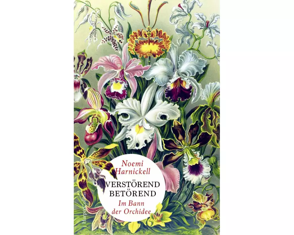 Verstörend betörend – Im Bann der Orchidee