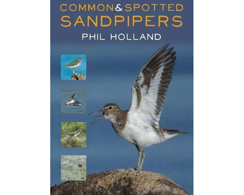 Common and Spotted Sandpipers